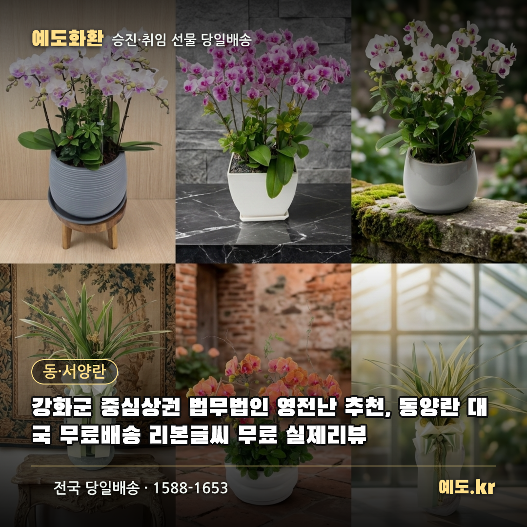 강화군 중심상권 법무법인 영전난 추천, 동양란 대국 무료배송 리본글씨 무료 실제리뷰 - 예도화환