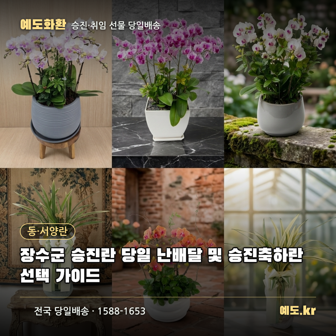 장수군 승진란 당일 난배달 및 승진축하란 선택 가이드 - 예도화환