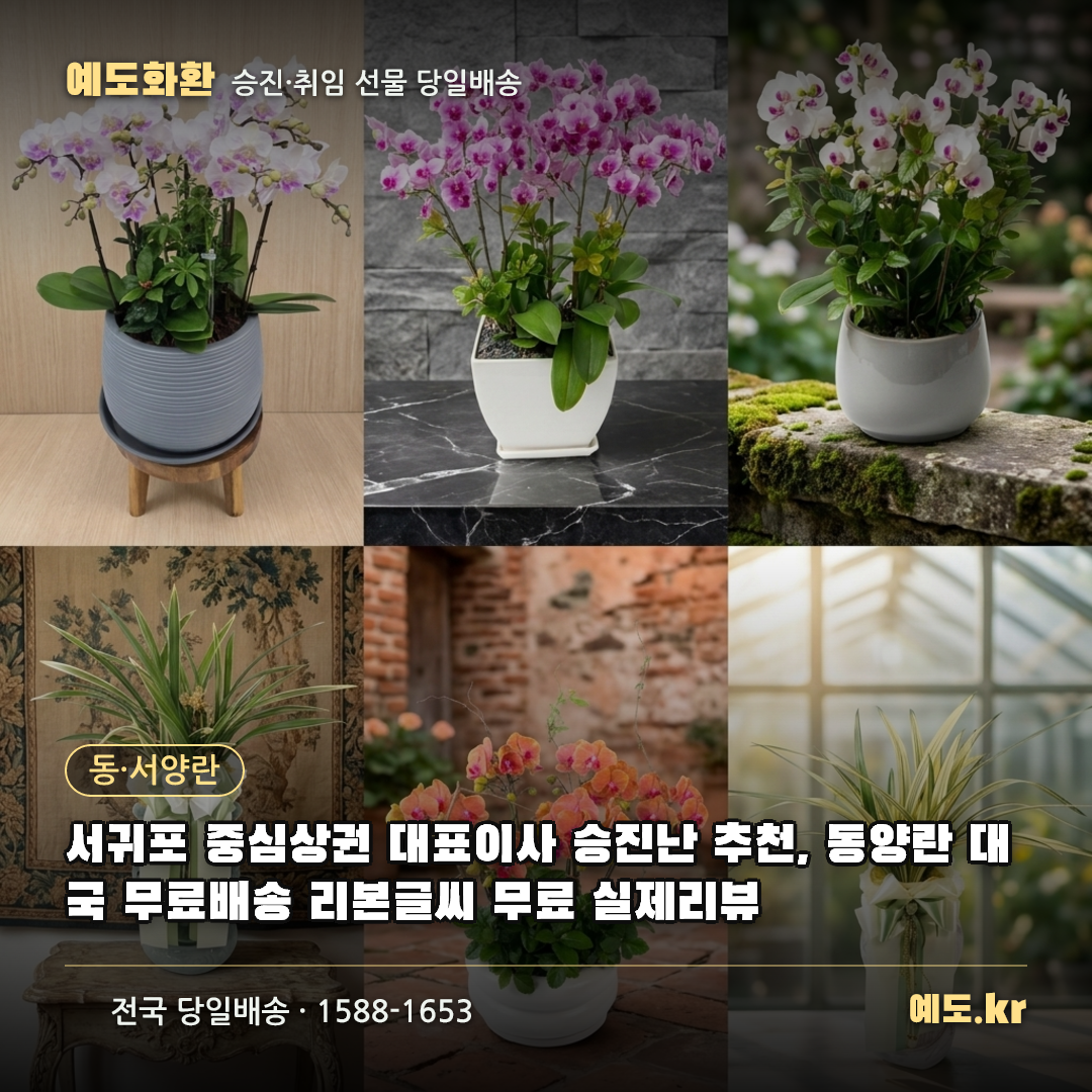 서귀포 중심상권 대표이사 승진난 추천, 동양란 대국 무료배송 리본글씨 무료 실제리뷰 - 예도화환