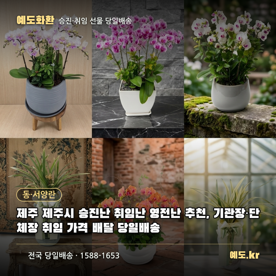 제주 제주시 승진난 취임난 영전난 추천, 기관장·단체장 취임 가격 배달 당일배송 - 예도화환
