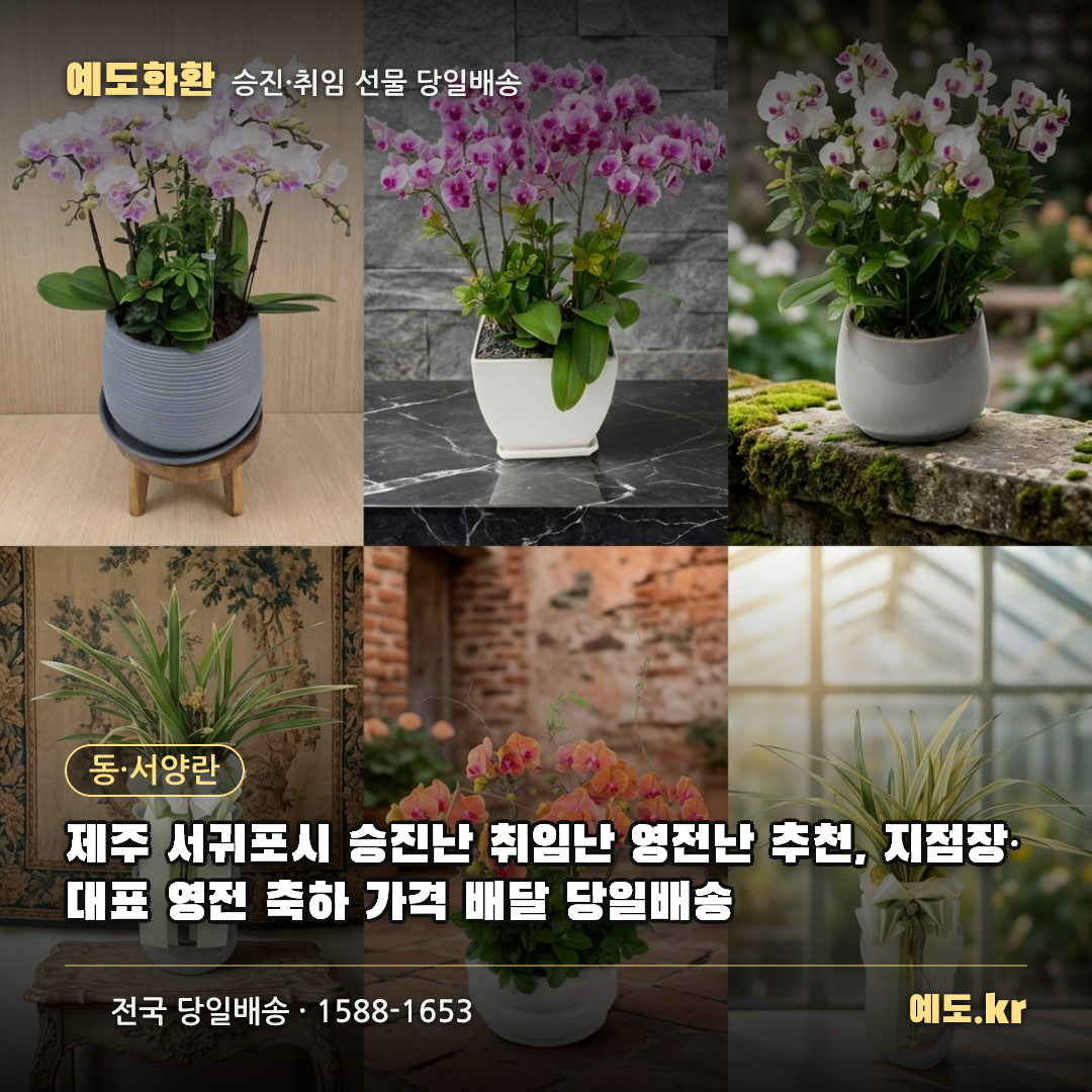 제주 서귀포시 승진난 취임난 영전난 추천, 지점장·대표 영전 축하 가격 배달 당일배송 - 예도화환