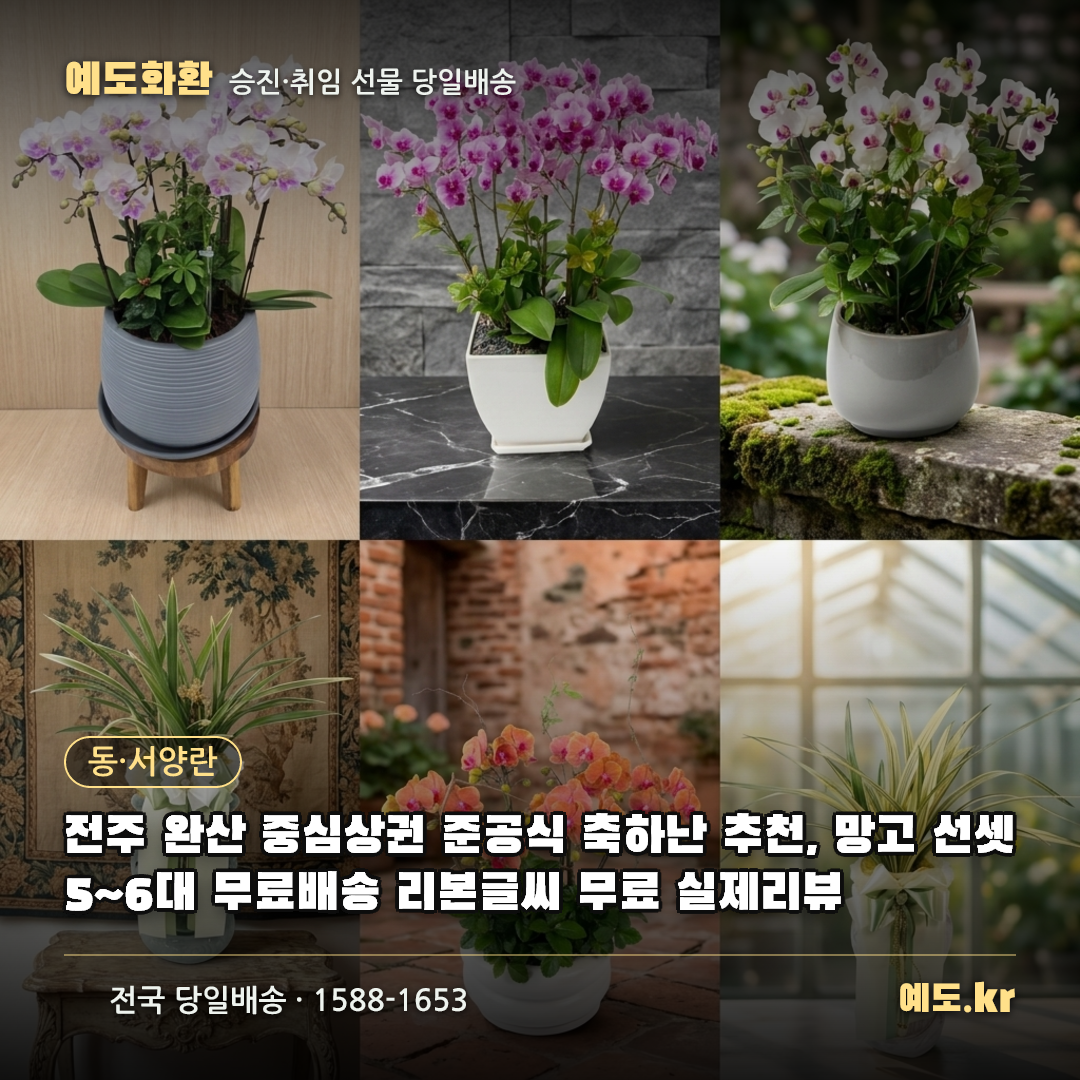 전주 완산 중심상권 준공식 축하난 추천, 망고 선셋 5~6대 무료배송 리본글씨 무료 실제리뷰 - 예도화환