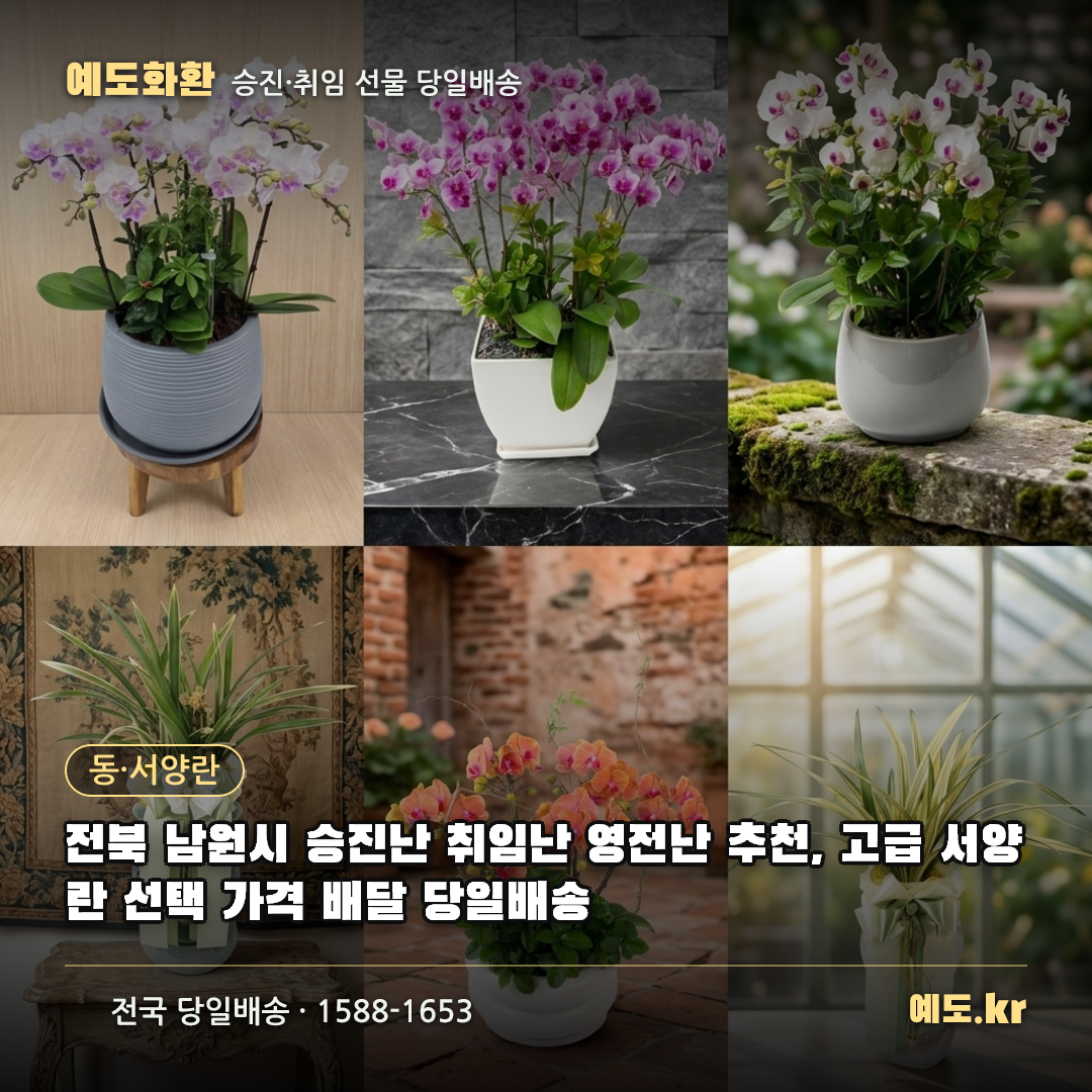 전북 남원시 승진난 취임난 영전난 추천, 고급 서양란 선택 가격 배달 당일배송 - 예도화환
