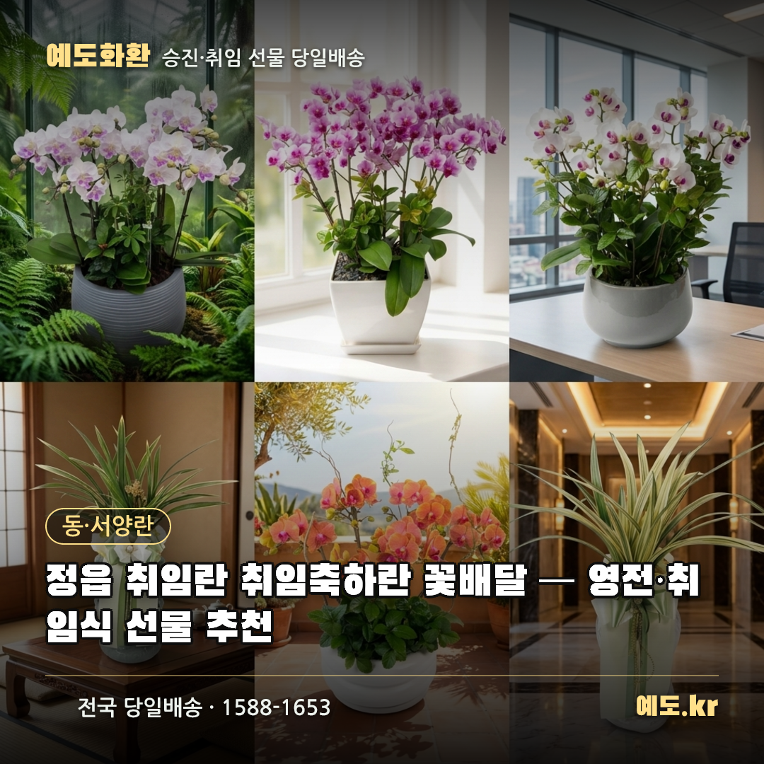 정읍 취임란 취임축하란 꽃배달 — 영전·취임식 선물 추천 - 예도화환