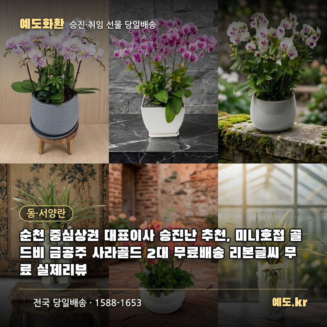 순천 중심상권 대표이사 승진난 추천, 미니호접 골드비 금공주 사라골드 2대 무료배송 리본글씨 무료 실제리뷰 - 예도화환