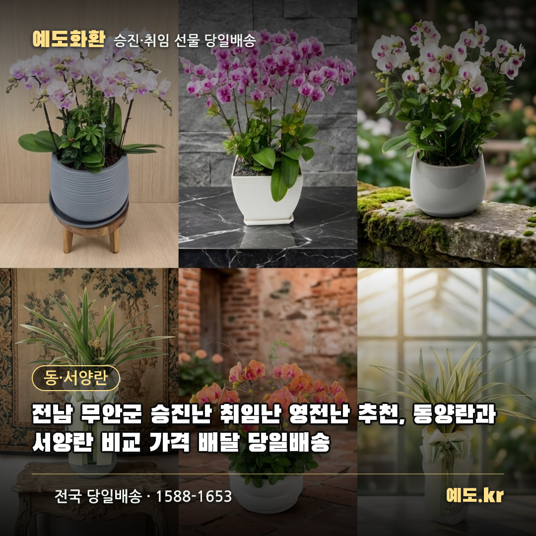 전남 무안군 승진난 취임난 영전난 추천, 동양란과 서양란 비교 가격 배달 당일배송 - 예도화환