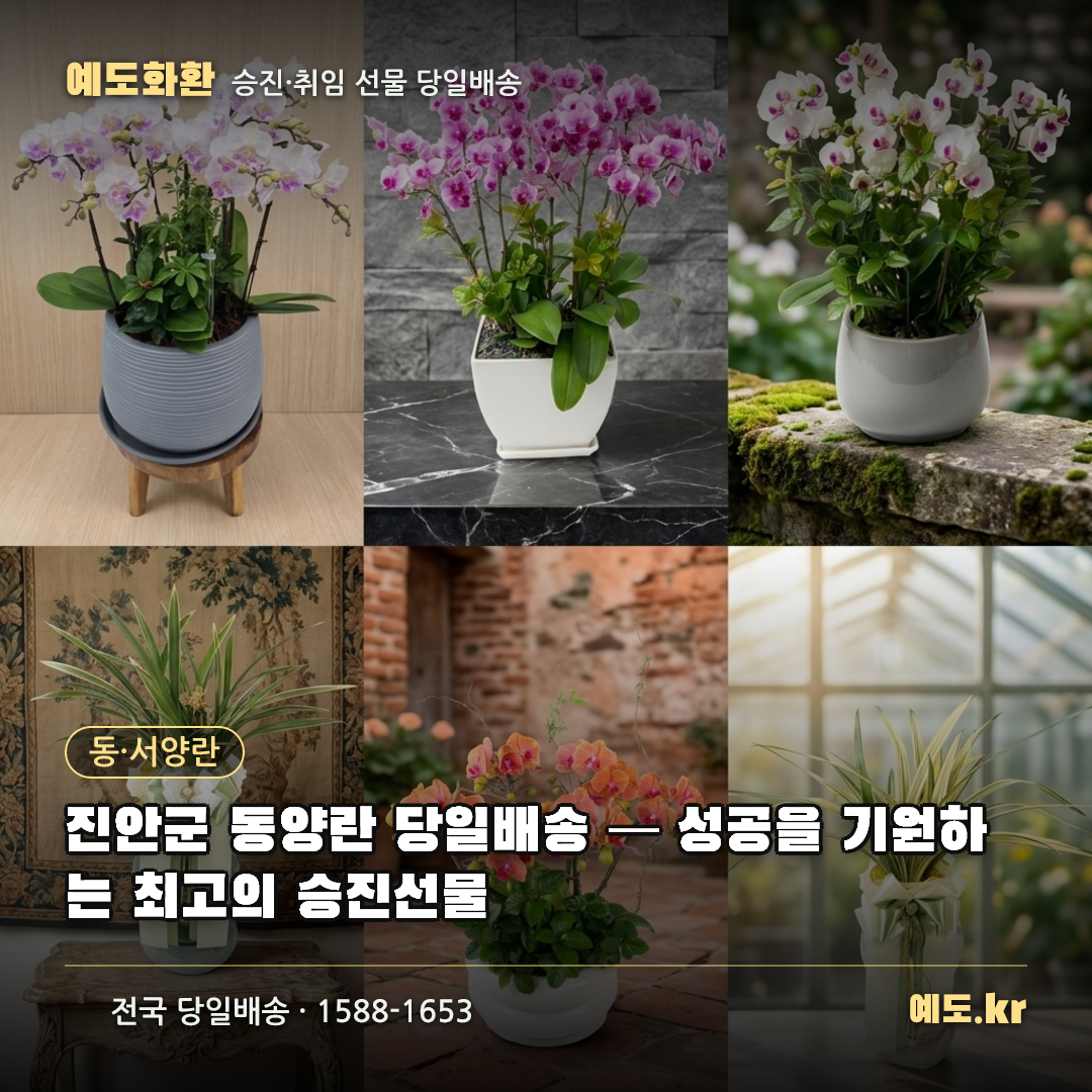 진안군 동양란 당일배송 — 성공을 기원하는 최고의 승진선물 - 예도화환