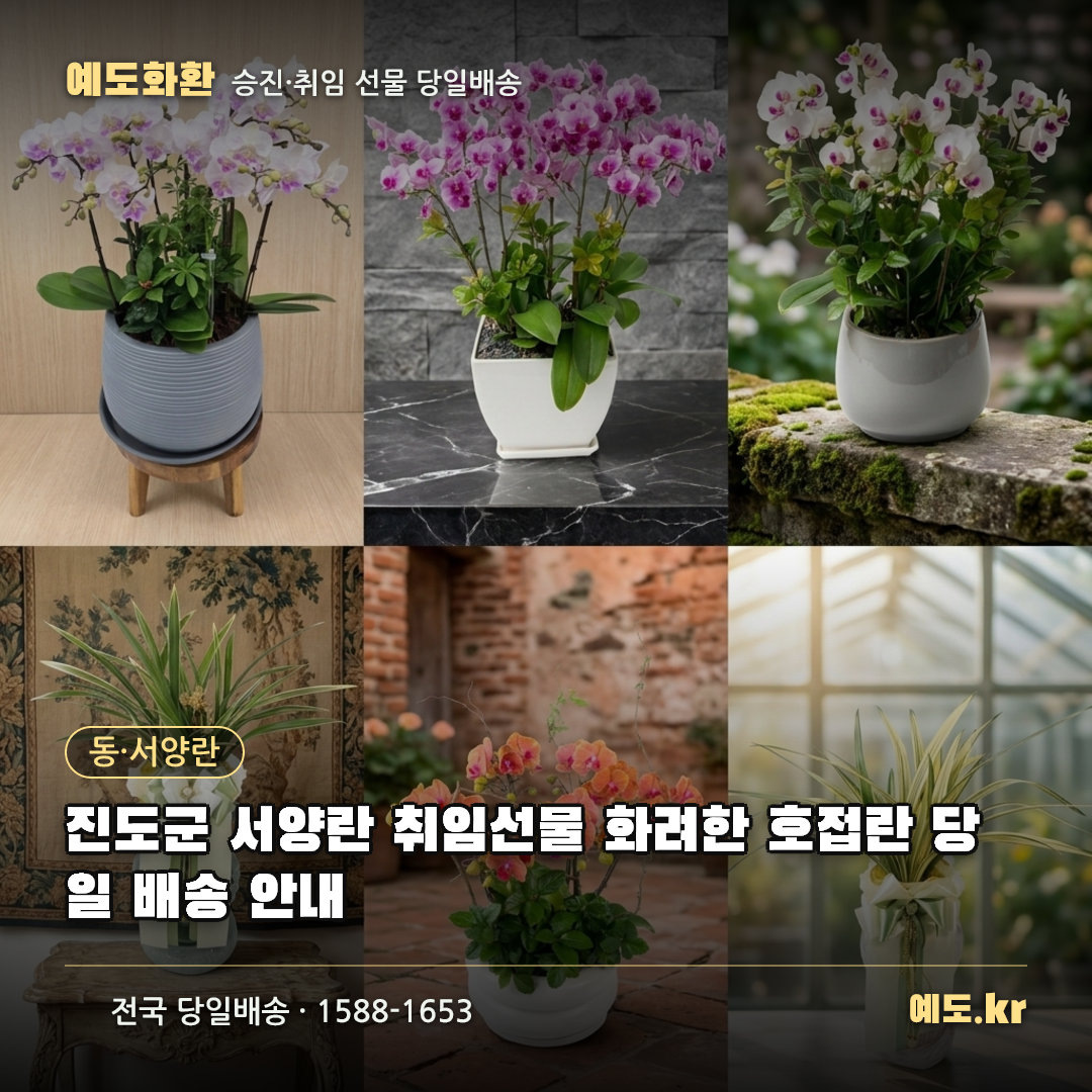 진도군 서양란 취임선물 화려한 호접란 당일 배송 안내 - 예도화환