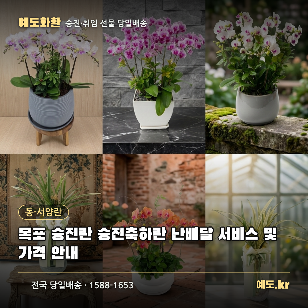 목포 승진란 승진축하란 난배달 서비스 및 가격 안내 - 예도화환