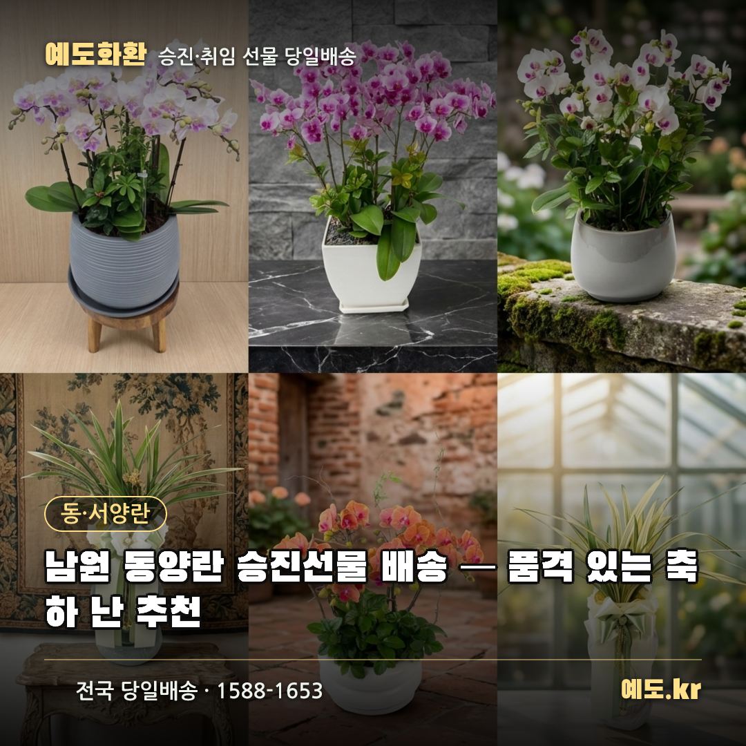 남원 동양란 승진선물 배송 — 품격 있는 축하 난 추천 - 예도화환