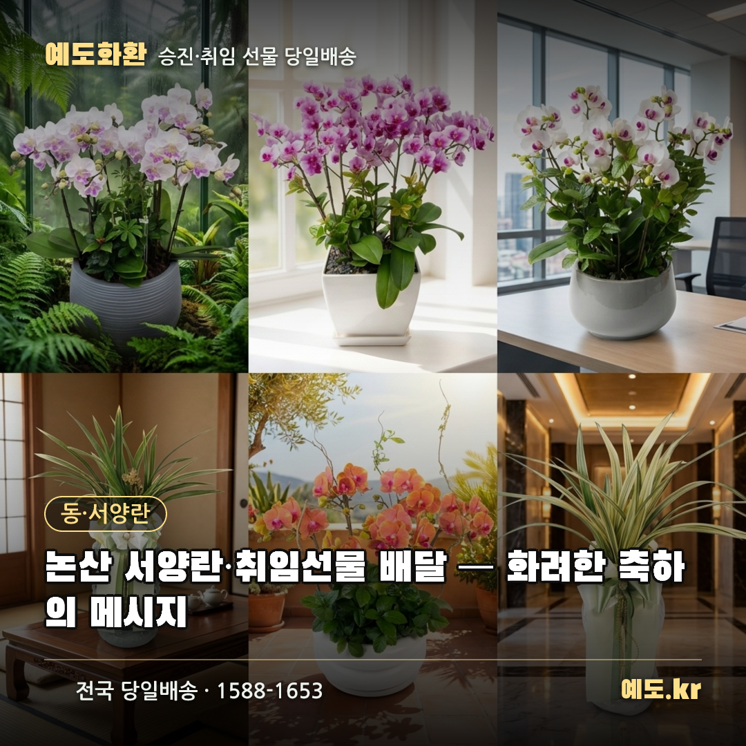 논산 서양란·취임선물 배달 — 화려한 축하의 메시지 - 예도화환