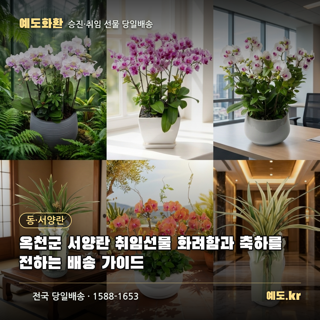 옥천군 서양란 취임선물 화려함과 축하를 전하는 배송 가이드 - 예도화환