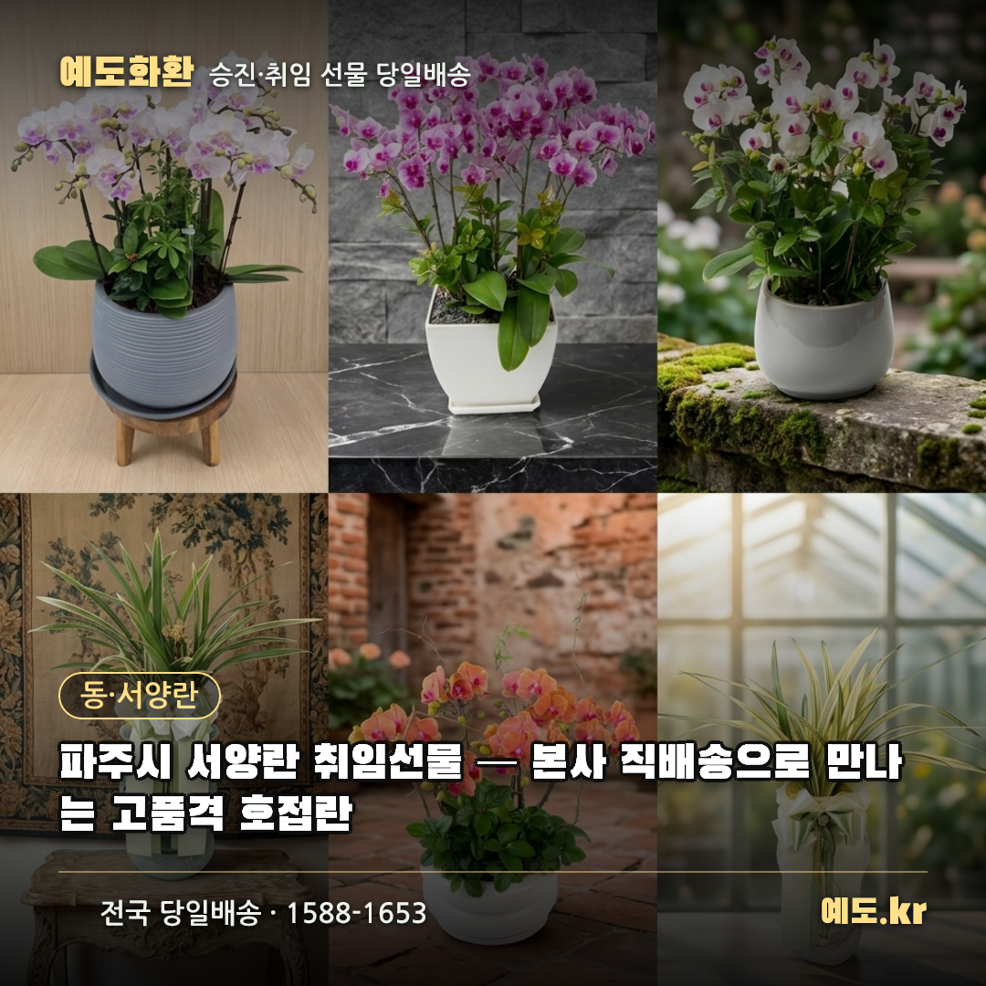 파주시 서양란 취임선물 — 본사 직배송으로 만나는 고품격 호접란 - 예도화환