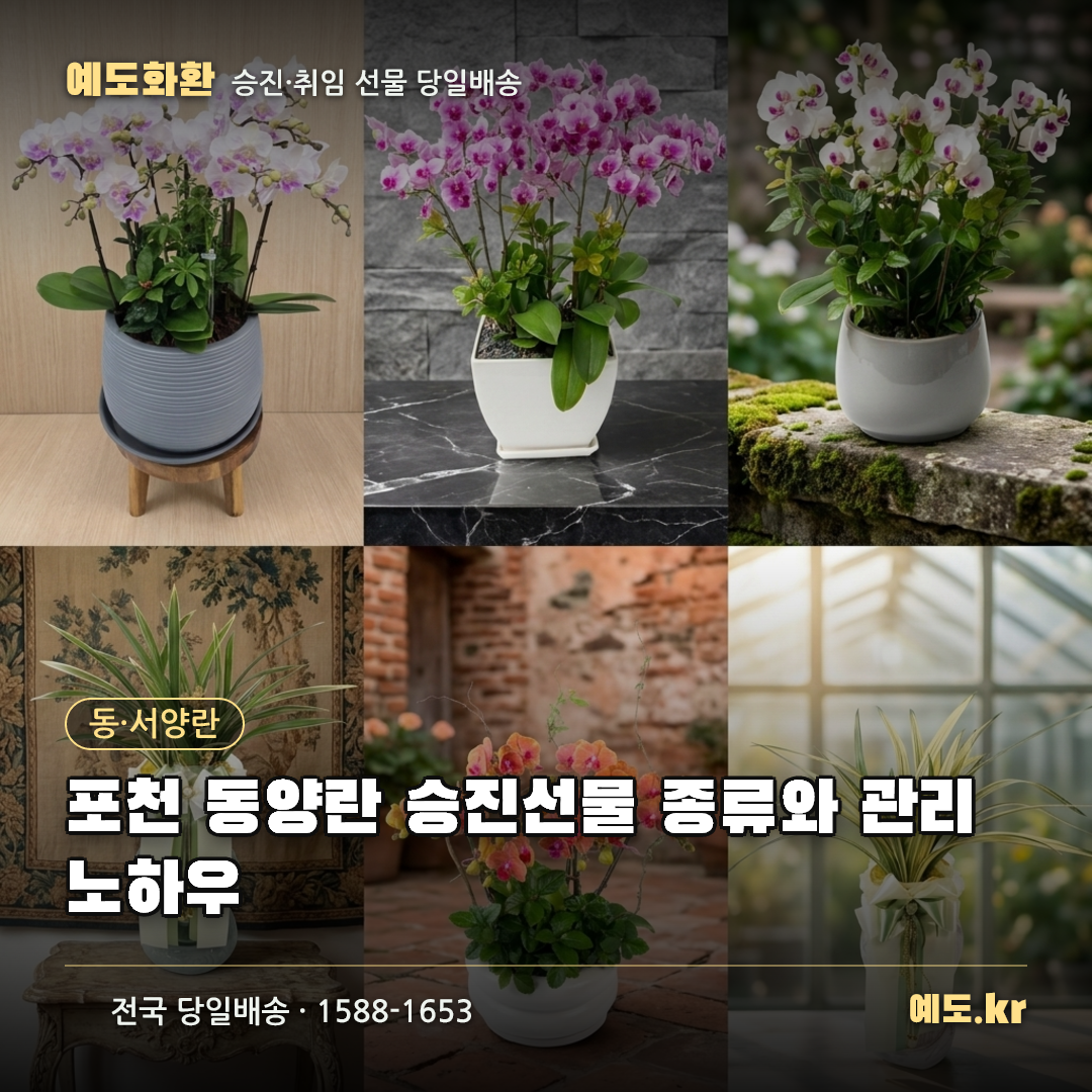 포천 동양란 승진선물 종류와 관리 노하우 - 예도화환