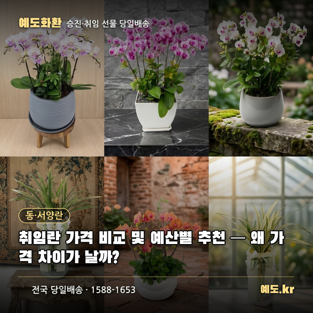 취임란 가격 비교 및 예산별 추천 — 왜 가격 차이가 날까? - 예도화환