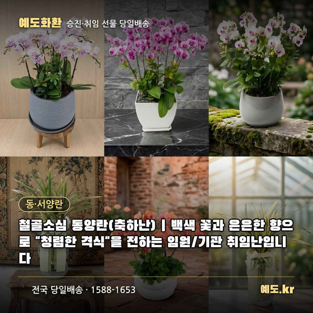 철골소심 동양란(축하난) | 백색 꽃과 은은한 향으로 "청렴한 격식"을 전하는 임원/기관 취임난입니다 - 예도화환