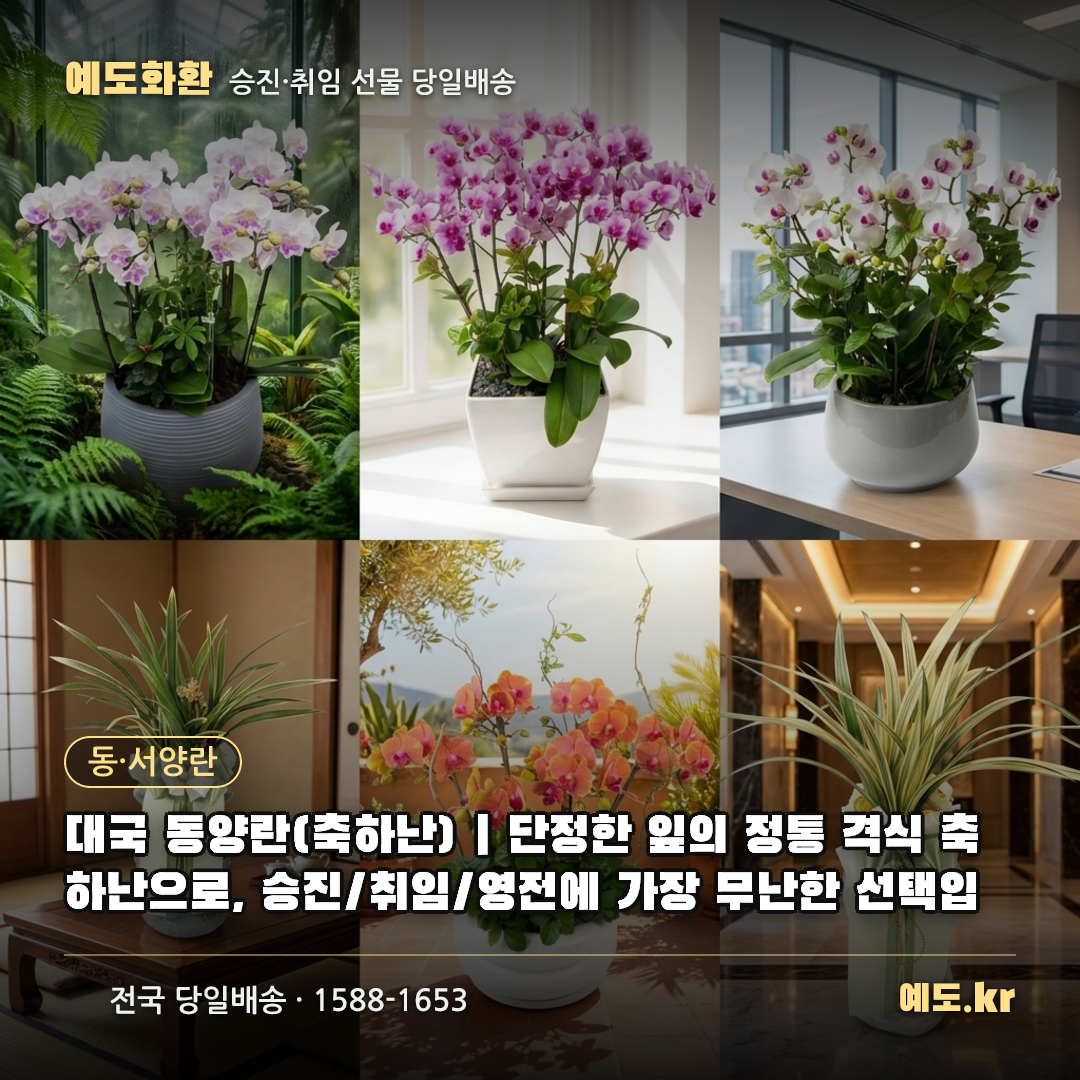대국 동양란(축하난) | 단정한 잎의 정통 격식 축하난으로, 승진/취임/영전에 가장 무난한 선택입 - 예도화환