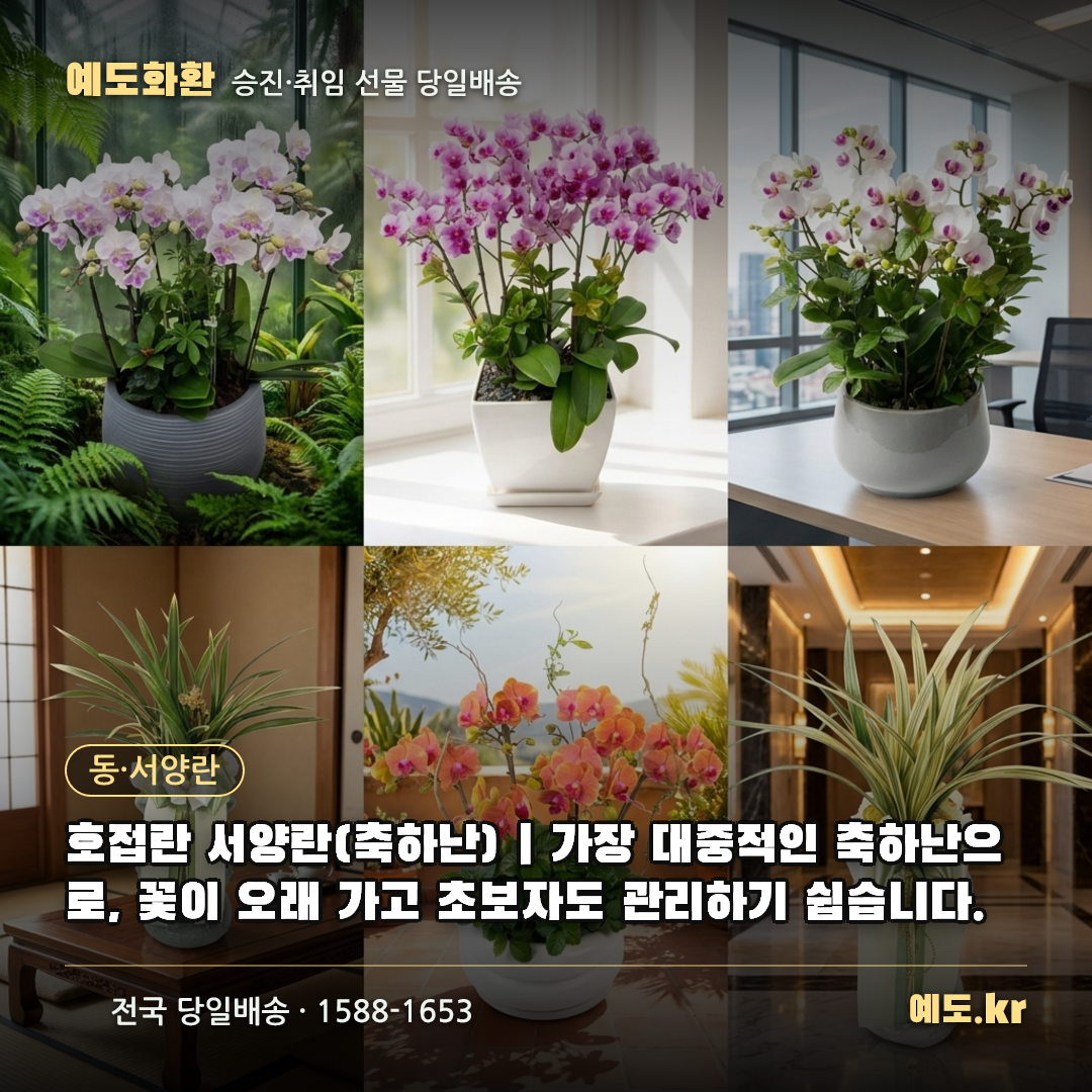 호접란 서양란(축하난) | 가장 대중적인 축하난으로, 꽃이 오래 가고 초보자도 관리하기 쉽습니다. - 예도화환