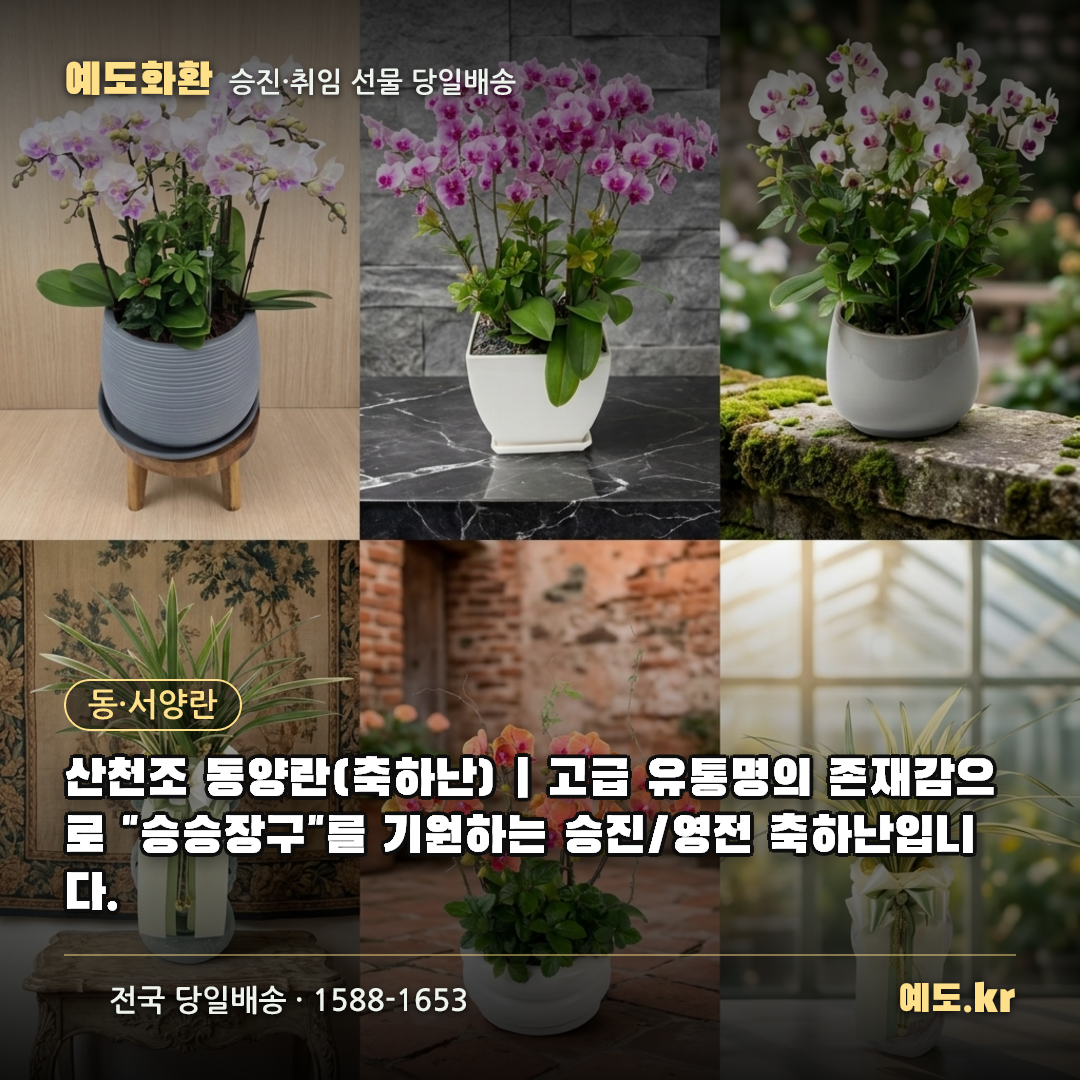 산천조 동양란(축하난) | 고급 유통명의 존재감으로 "승승장구"를 기원하는 승진/영전 축하난입니다. - 예도화환