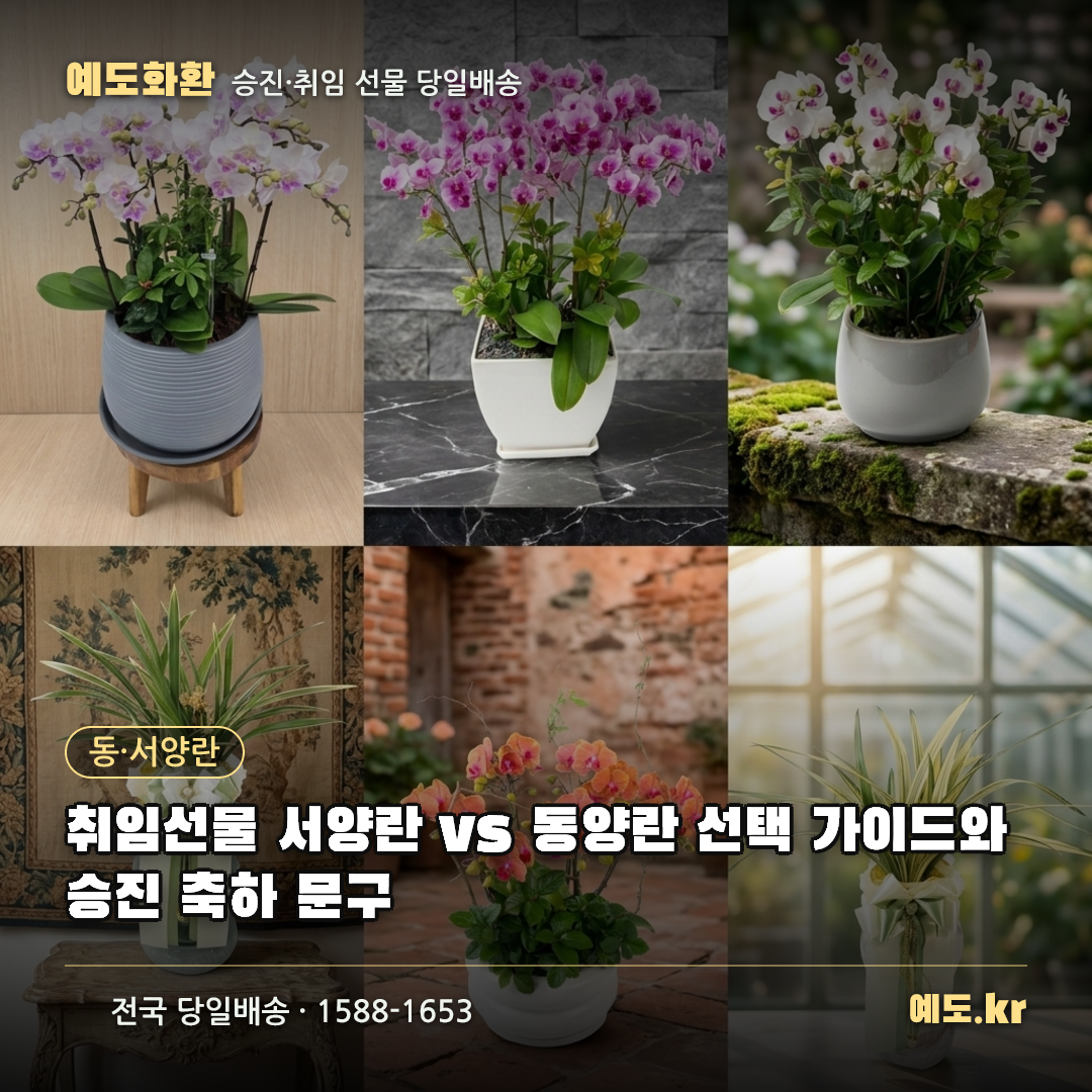 취임선물 서양란 vs 동양란 선택 가이드와 승진 축하 문구 - 예도화환