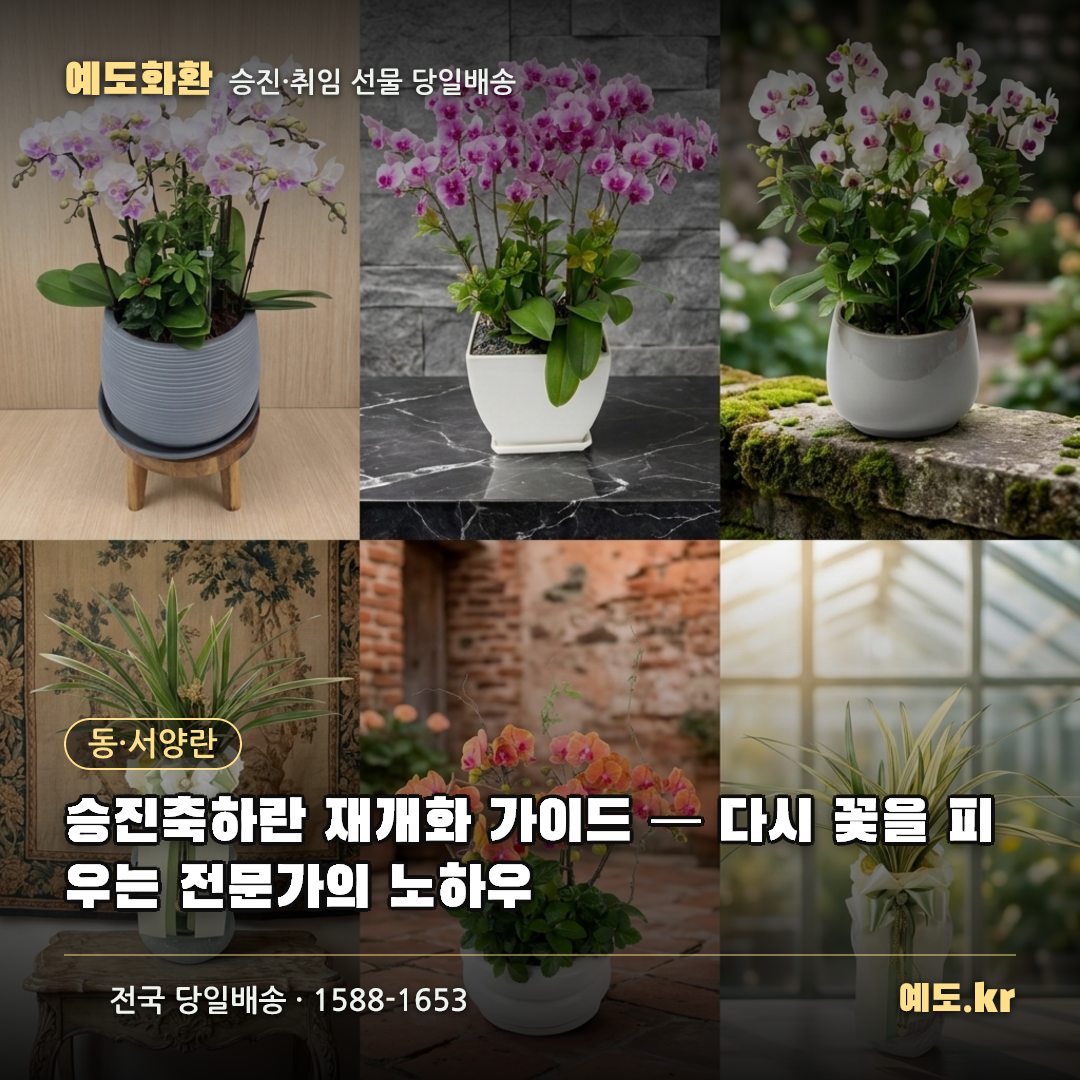 승진축하란 재개화 가이드 — 다시 꽃을 피우는 전문가의 노하우 - 예도화환