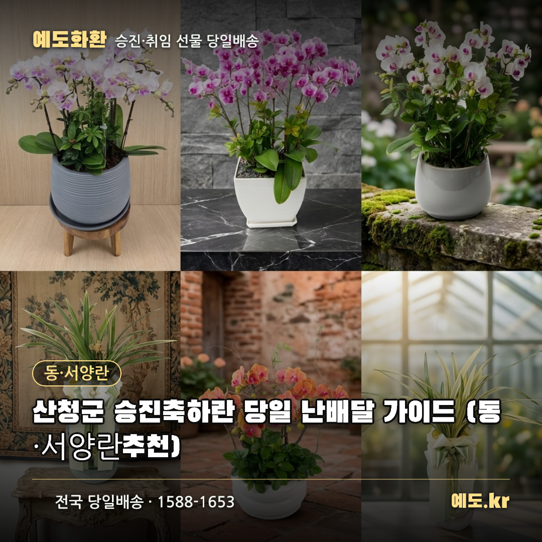 산청군 승진축하란 당일 난배달 가이드 (동·서양란 추천) - 예도화환