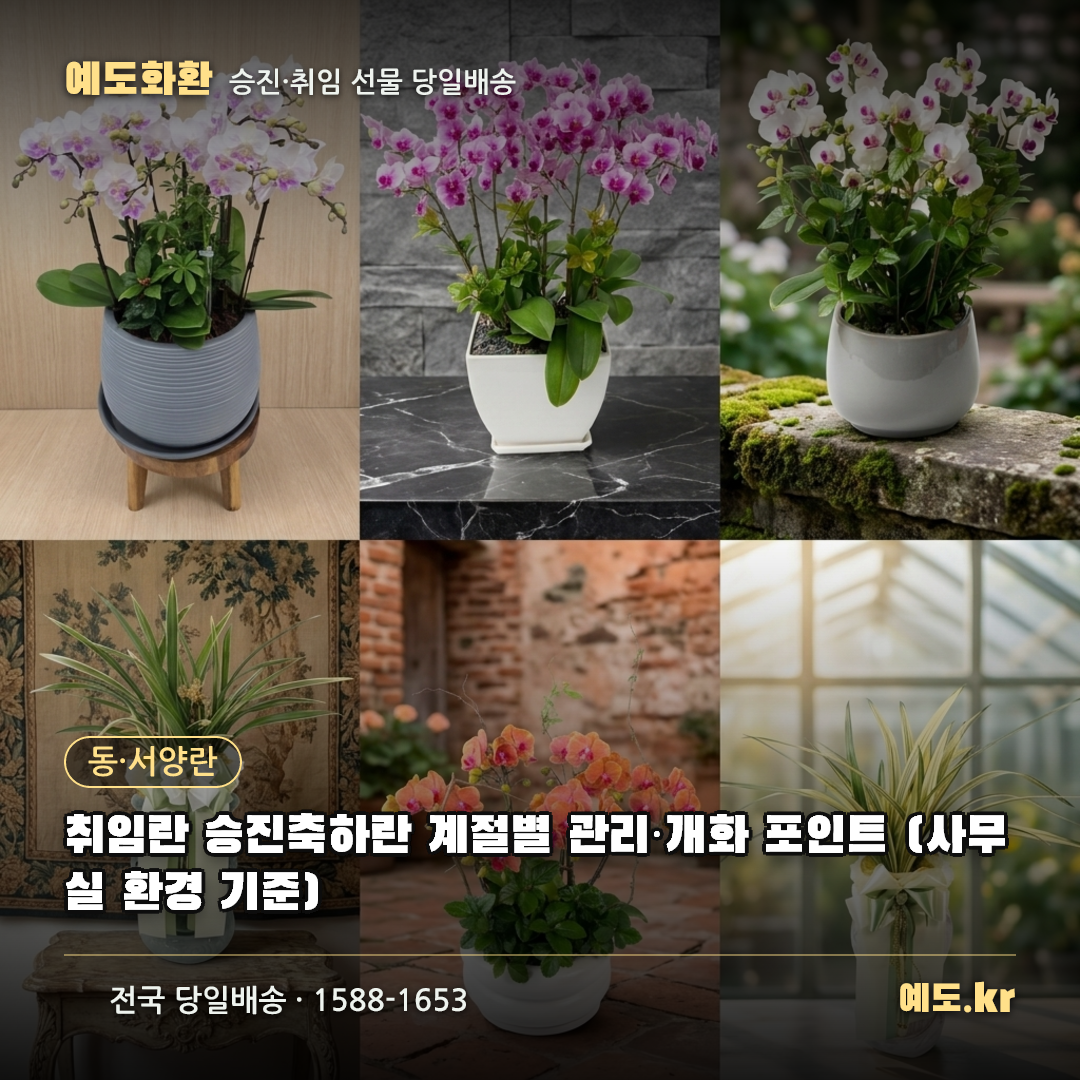 취임란 승진축하란 계절별 관리·개화 포인트 (사무실 환경 기준) - 예도화환