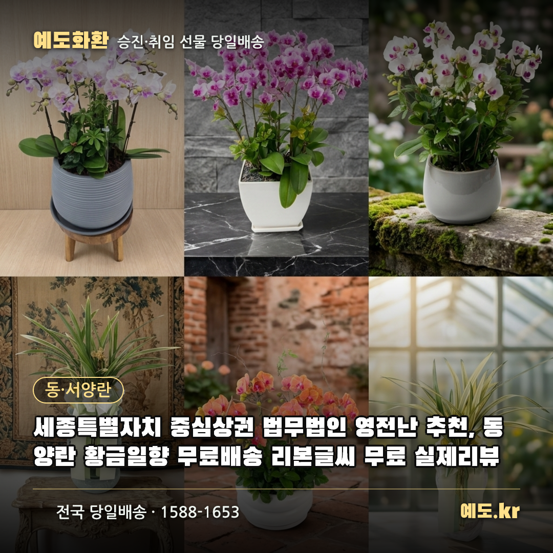 세종특별자치 중심상권 법무법인 영전난 추천, 동양란 황금일향 무료배송 리본글씨 무료 실제리뷰 - 예도화환