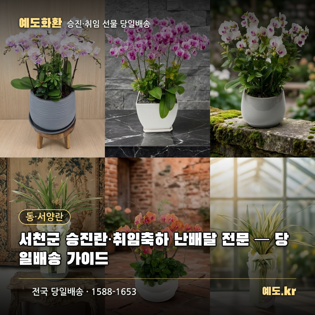 서천군 승진란·취임축하 난배달 전문 — 당일배송 가이드 - 예도화환