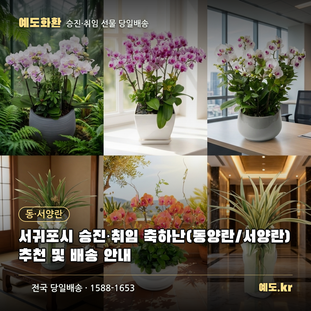 서귀포시 승진·취임 축하난(동양란/서양란) 추천 및 배송 안내 - 예도화환