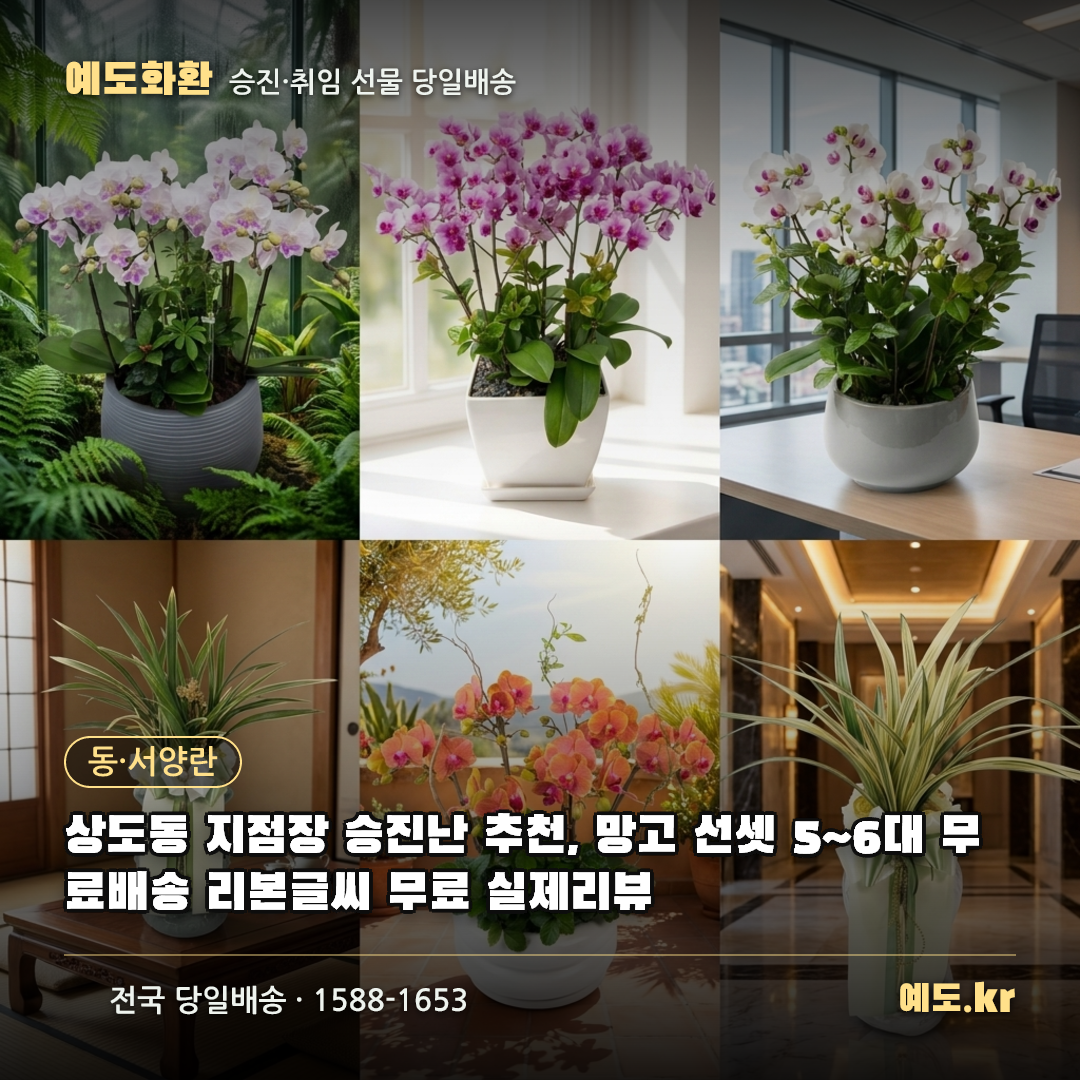 상도동 지점장 승진난 추천, 망고 선셋 5~6대 무료배송 리본글씨 무료 실제리뷰 - 예도화환