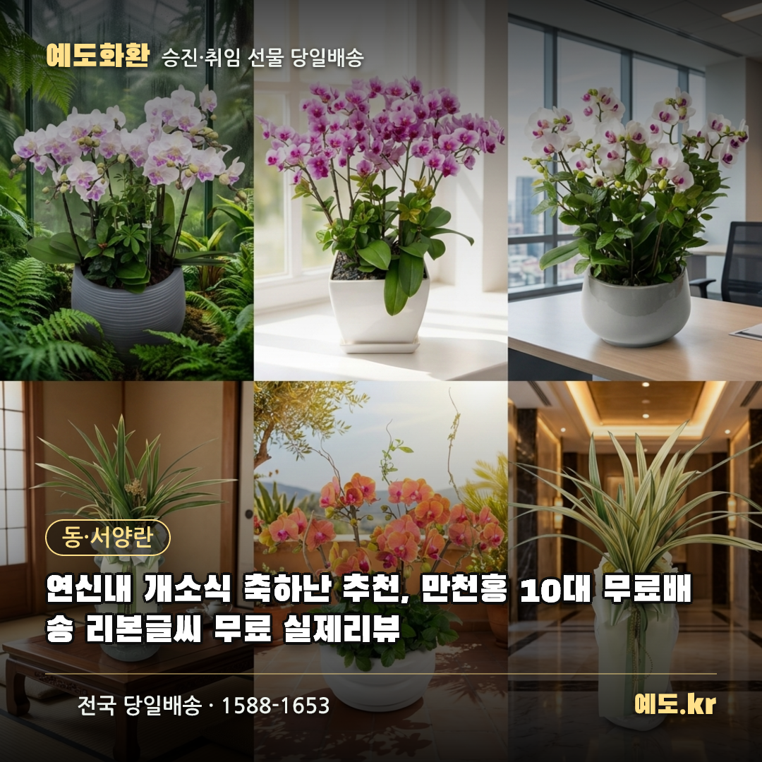연신내 개소식 축하난 추천, 만천홍 10대 무료배송 리본글씨 무료 실제리뷰 - 예도화환