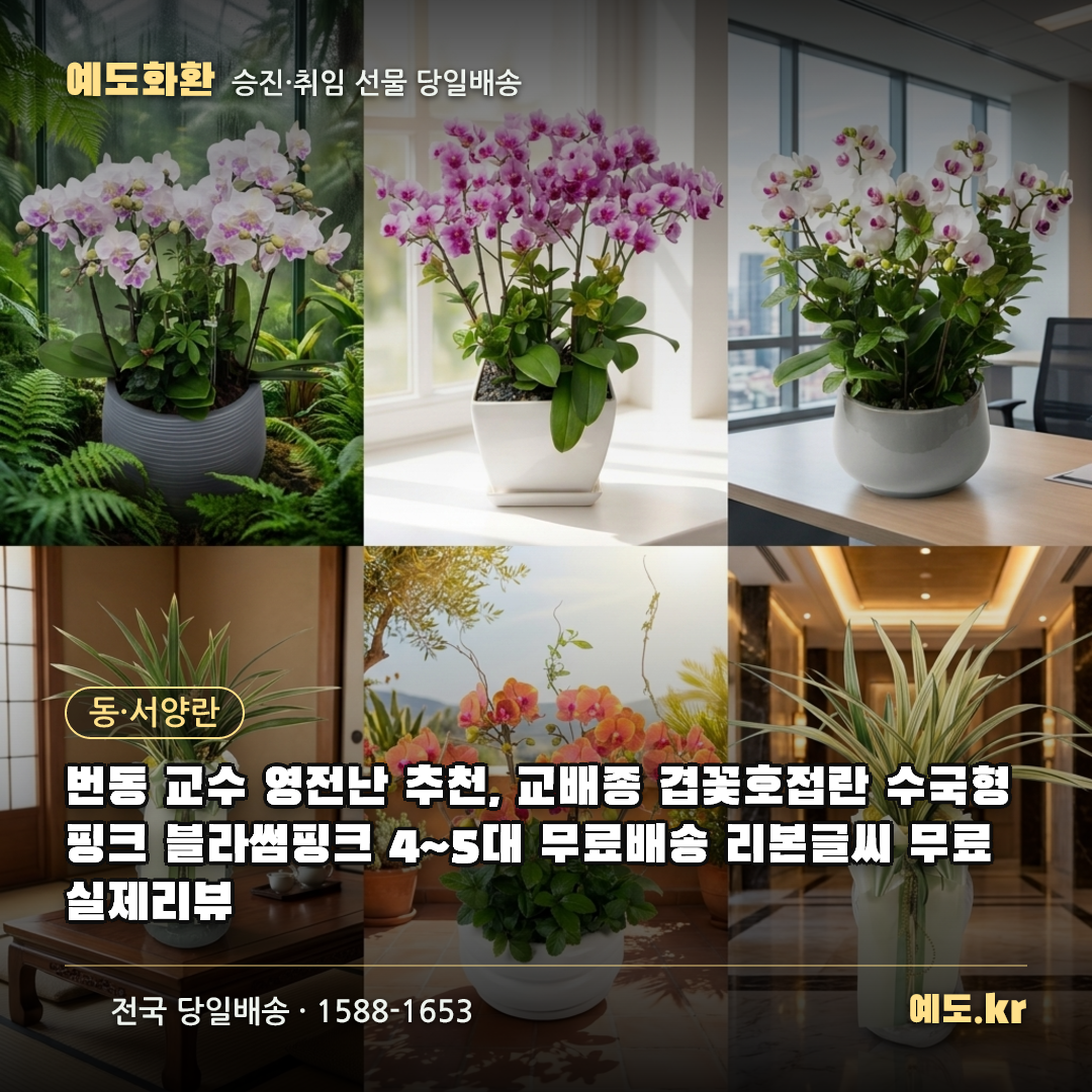 번동 교수 영전난 추천, 교배종 겹꽃호접란 수국형핑크 블라썸핑크 4~5대 무료배송 리본글씨 무료 실제리뷰 - 예도화환