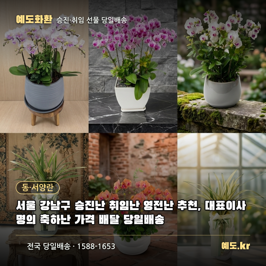서울 강남구 승진난 취임난 영전난 추천, 대표이사 명의 축하난 가격 배달 당일배송 - 예도화환