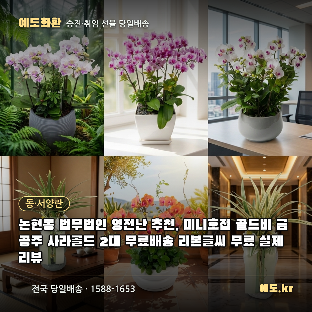 논현동 법무법인 영전난 추천, 미니호접 골드비 금공주 사라골드 2대 무료배송 리본글씨 무료 실제리뷰 - 예도화환
