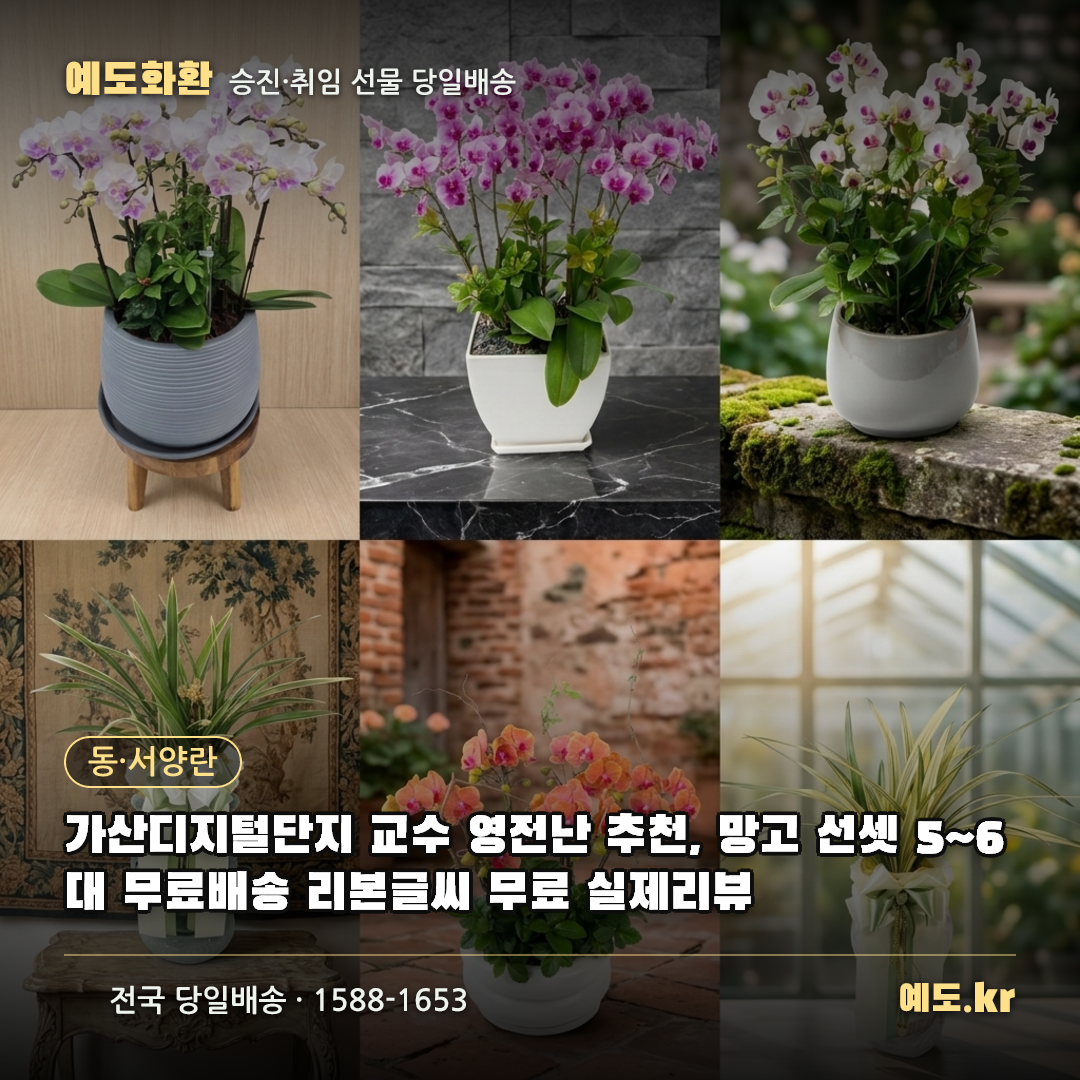 가산디지털단지 교수 영전난 추천, 망고 선셋 5~6대 무료배송 리본글씨 무료 실제리뷰 - 예도화환