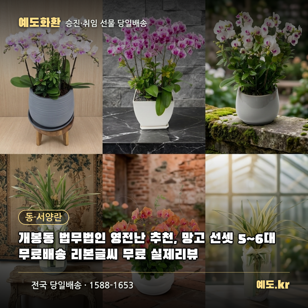 개봉동 법무법인 영전난 추천, 망고 선셋 5~6대 무료배송 리본글씨 무료 실제리뷰 - 예도화환