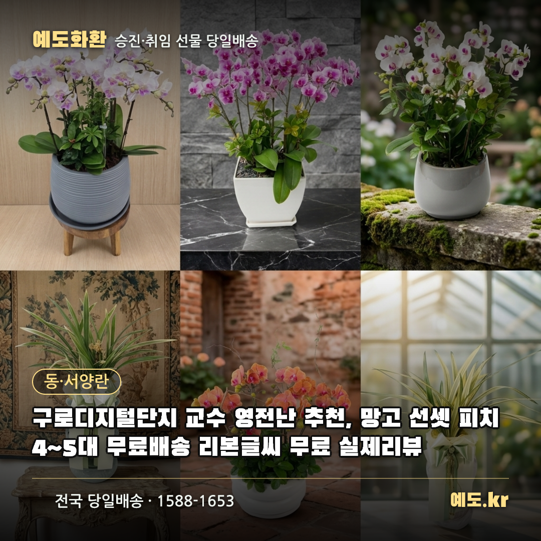 구로디지털단지 교수 영전난 추천, 망고 선셋 피치 4~5대 무료배송 리본글씨 무료 실제리뷰 - 예도화환