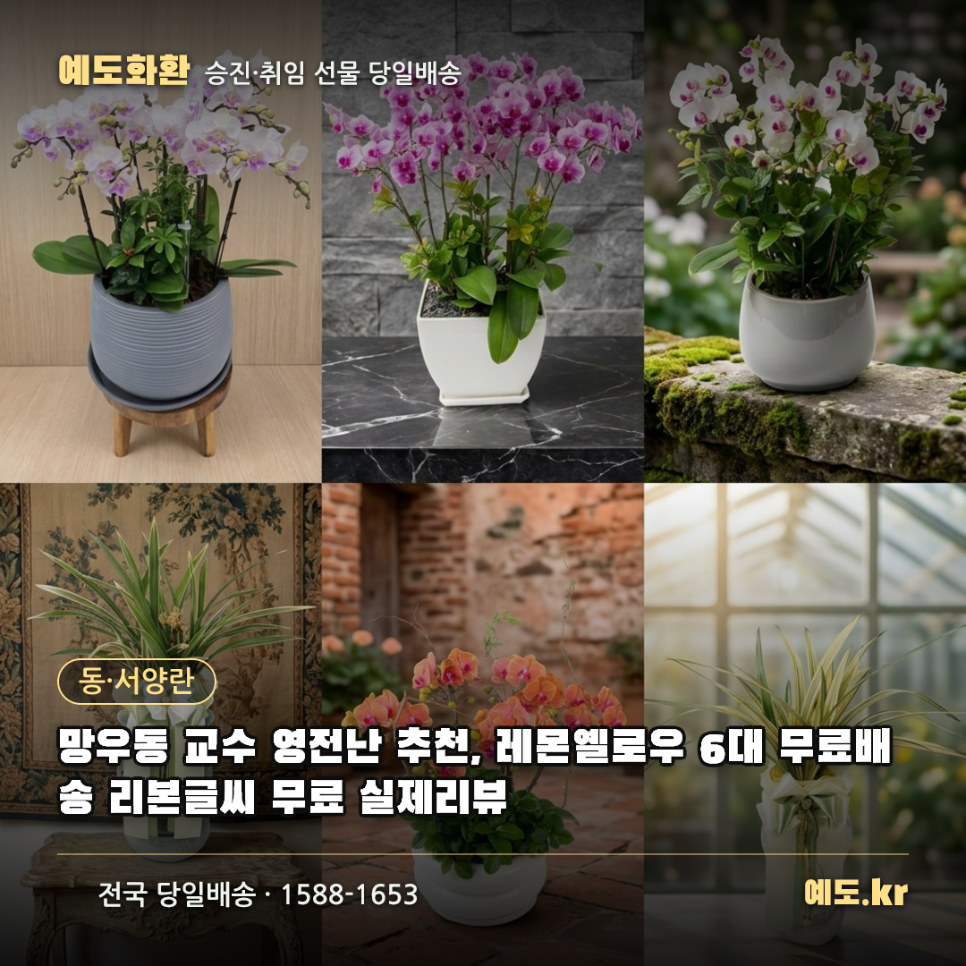 망우동 교수 영전난 추천, 레몬옐로우 6대 무료배송 리본글씨 무료 실제리뷰 - 예도화환