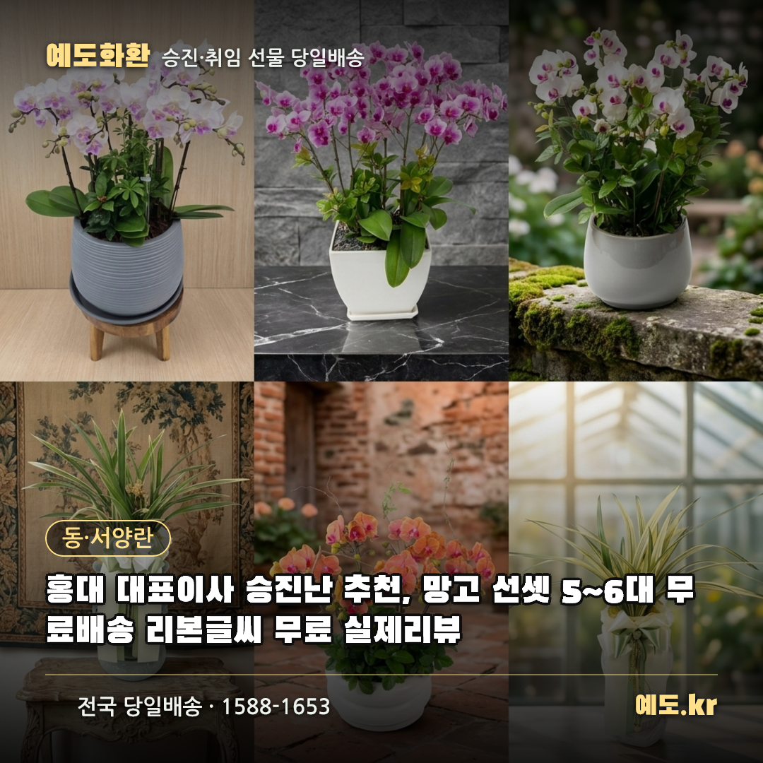 홍대 대표이사 승진난 추천, 망고 선셋 5~6대 무료배송 리본글씨 무료 실제리뷰 - 예도화환