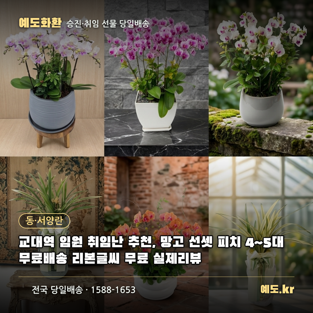 교대역 임원 취임난 추천, 망고 선셋 피치 4~5대 무료배송 리본글씨 무료 실제리뷰 - 예도화환