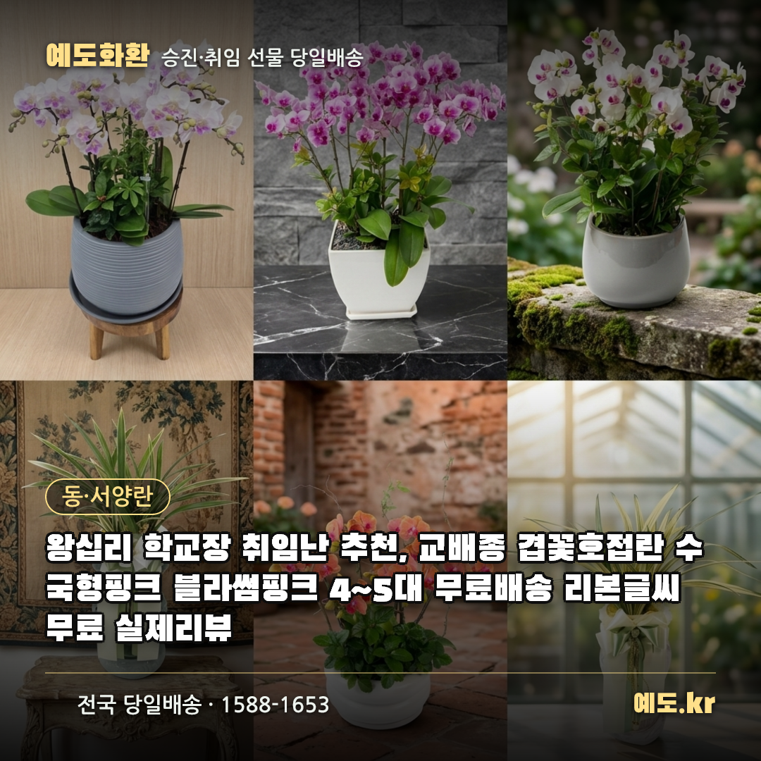 왕십리 학교장 취임난 추천, 교배종 겹꽃호접란 수국형핑크 블라썸핑크 4~5대 무료배송 리본글씨 무료 실제리뷰 - 예도화환