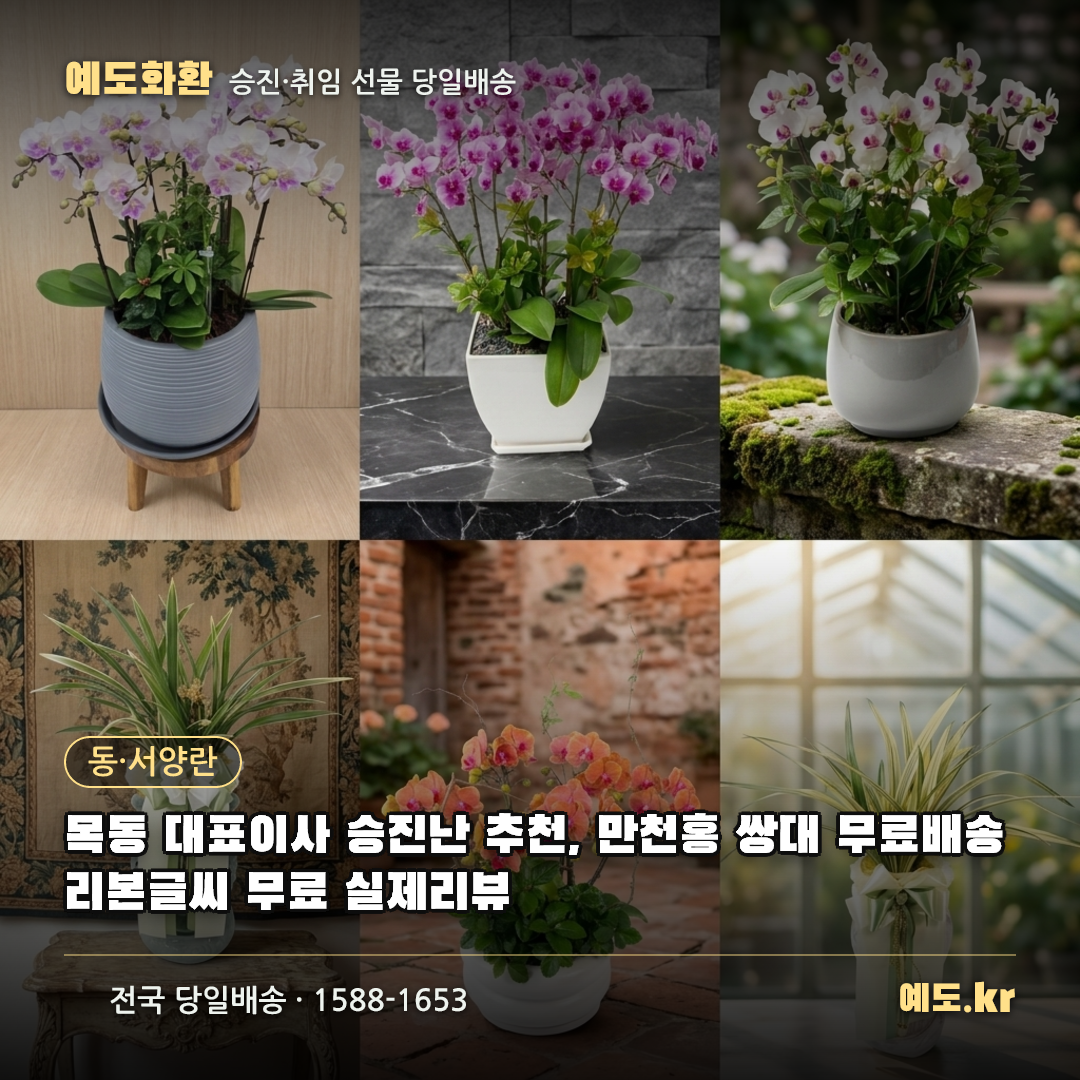 목동 대표이사 승진난 추천, 만천홍 쌍대 무료배송 리본글씨 무료 실제리뷰 - 예도화환