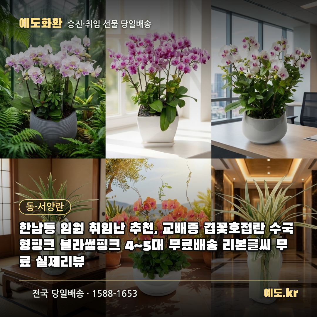 한남동 임원 취임난 추천, 교배종 겹꽃호접란 수국형핑크 블라썸핑크 4~5대 무료배송 리본글씨 무료 실제리뷰 - 예도화환