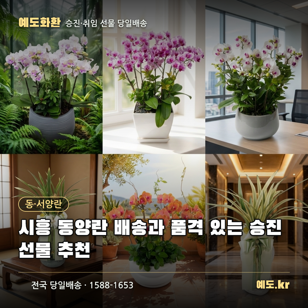 시흥 동양란 배송과 품격 있는 승진선물 추천 - 예도화환