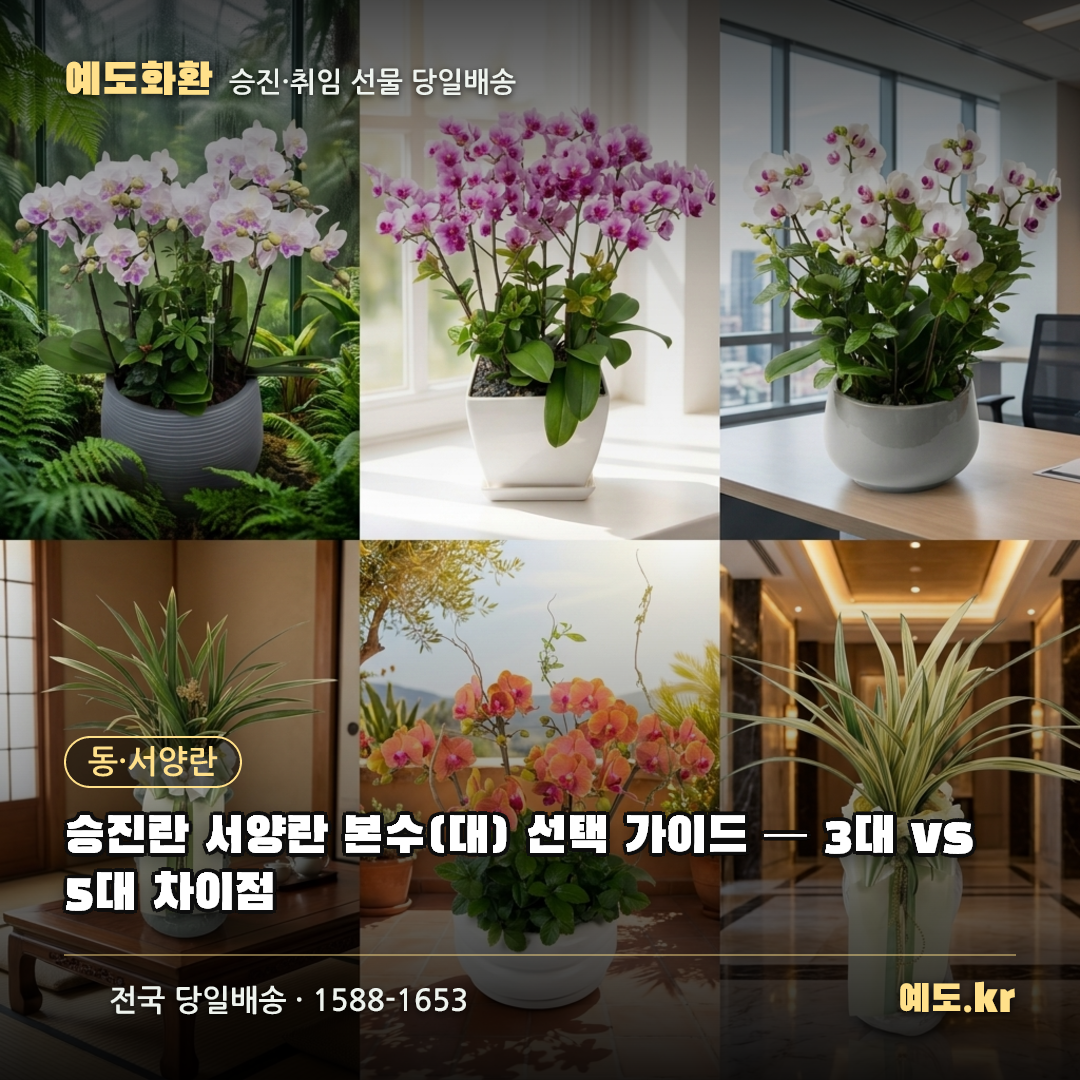 승진란 서양란 본수(대) 선택 가이드 — 3대 vs 5대 차이점 - 예도화환