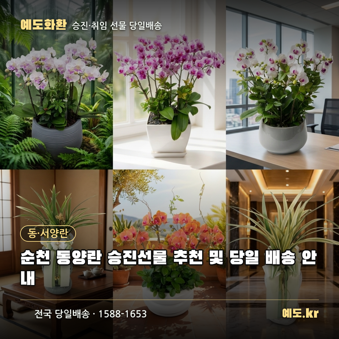 순천 동양란 승진선물 추천 및 당일 배송 안내 - 예도화환