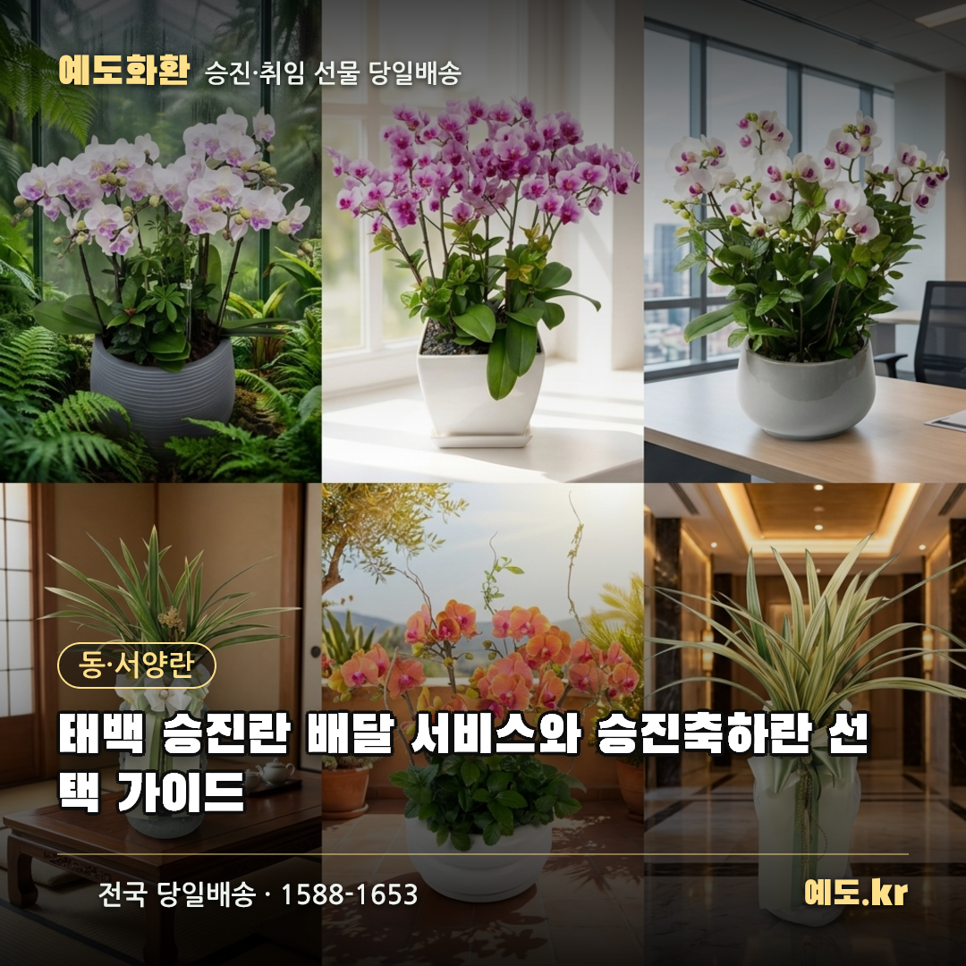 태백 승진란 배달 서비스와 승진축하란 선택 가이드 - 예도화환