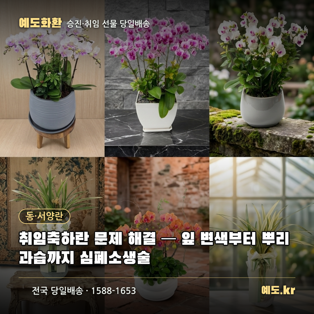 취임축하란 문제 해결 — 잎 변색부터 뿌리 과습까지 심폐소생술 - 예도화환