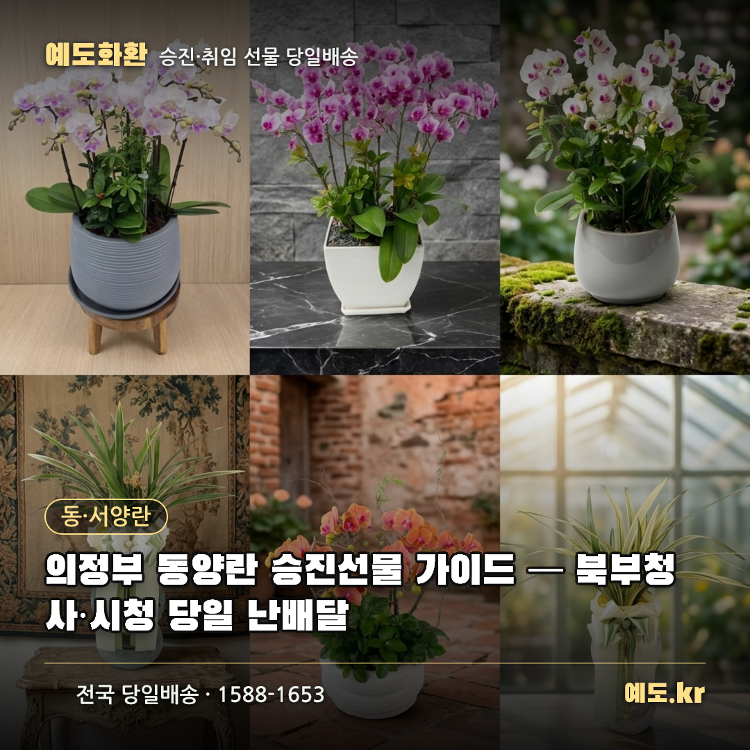 의정부 동양란 승진선물 가이드 — 북부청사·시청 당일 난배달 - 예도화환
